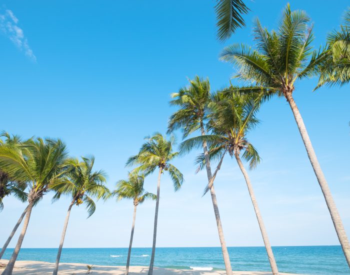 Beautiful landscape of coconut palm tree on tropical beach (seascape) in summer. Summer background concept.